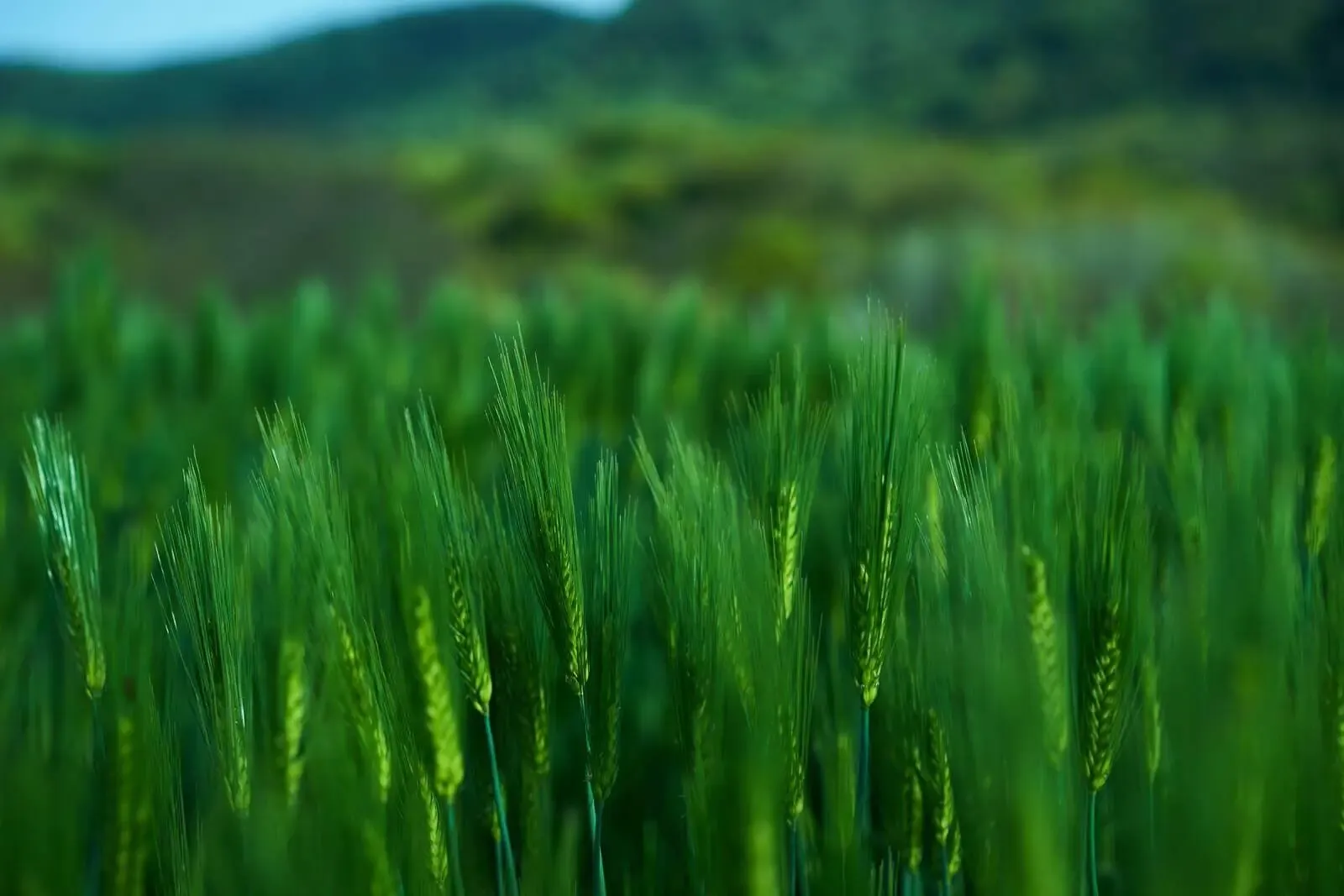 緑の濃い草原